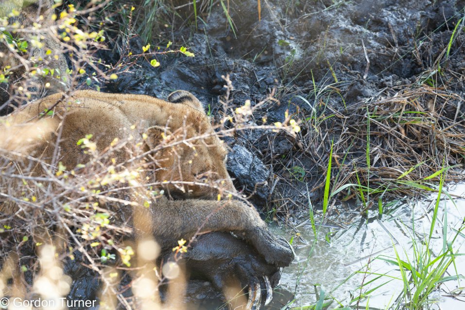 <h2>The Best of South Africa Escorted 2023</h2> 14 Nights | 6 Rounds | March 11 - 25